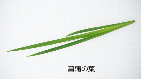菖蒲の葉.jpg